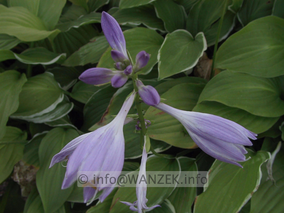 Hosta plantaginea Summer Fragrance 02.jpg